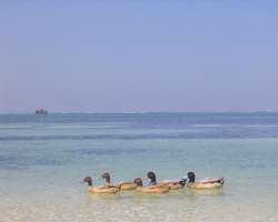 The island is a hub of aquatic animals and that?s the most beautiful part of Andretti Island you can experience a variety of different aquatic animals